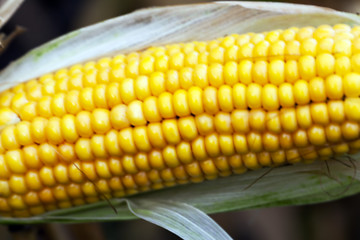Image showing mature corn crop