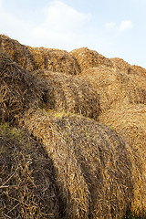 Image showing harvesting wheat, cereals