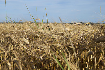 Image showing ripe yellow cereals