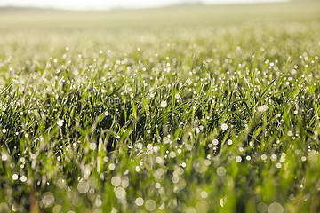 Image showing young grass plants, close-up