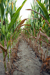 Image showing Green immature corn