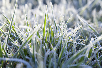 Image showing young grass plants, close-up