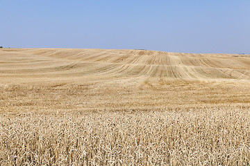 Image showing Agricultural field with wheat