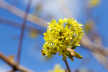 Image showing flowering maple, close up