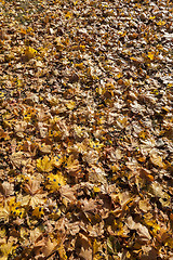 Image showing leaves of the trees,