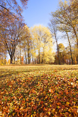 Image showing autumn foliage , defocus