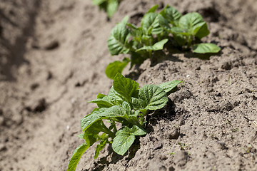 Image showing potato field. close-up