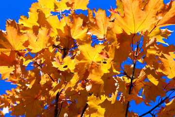 Image showing autumn in the park