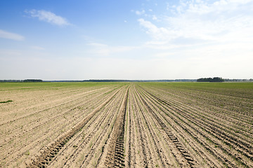 Image showing sprouts green onions