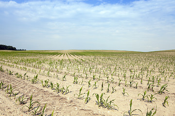 Image showing Corn field, summer