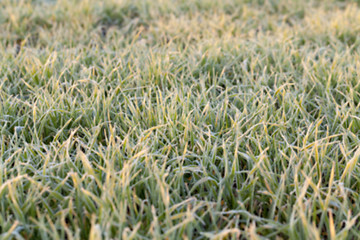 Image showing green wheat, close-up