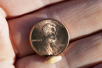 Image showing coin in hand