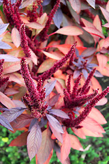 Image showing red flower in garden on grass