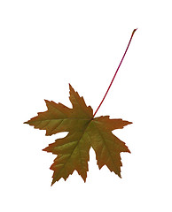 Image showing Close-up of maple autumn leaf on white