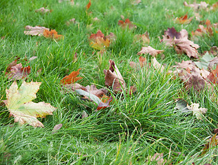 Image showing Dry leaves in grass