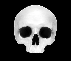 Image showing Front view of a fake skull