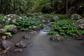 Image showing rainforest stream