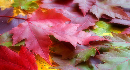 Image showing Fall Leaves