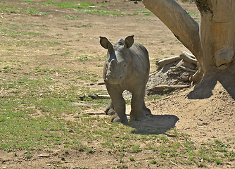 Image showing baby rhino