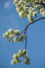 Image showing Sky blue beautiful apple blossom tree