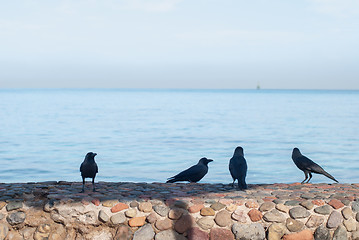 Image showing Black crows standing on the stone fence search of food on a blurred background of the sea