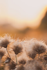 Image showing Beautiful sunrise light through thorns or bur flowers with copyspace. Vertical image