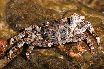 Image showing Wet sea crab sitting on the stone