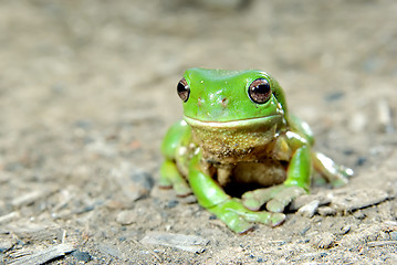 Image showing green tree frog