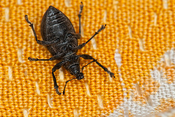 Image showing Weevil bug on its back at orange fabric suggesting  death or helplessness