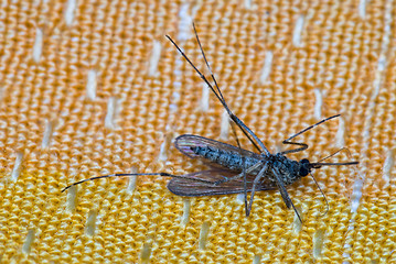 Image showing dead mosquito on orange fabric background laying on its back