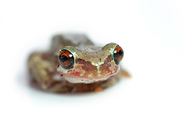 Image showing red eye tree frog looking goofy