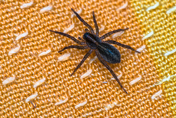 Image showing spider sitting on orange fabric close-up macro shot