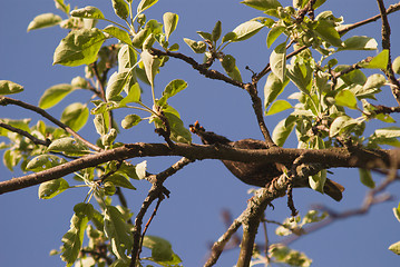 Image showing starling bird searching food for his nestling is sitting on appletree branch