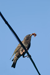 Image showing starling bird searching food for his nestling