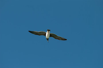 Image showing The bird flying in the blue sky