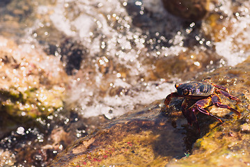 Image showing Wet sea crab on the stone on a sunny summer day