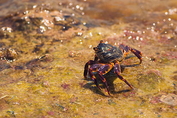 Image showing Wet sea crab on the stone on a sunny summer day