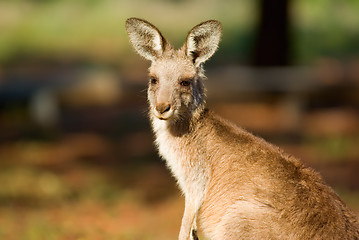 Image showing kangaroo close up