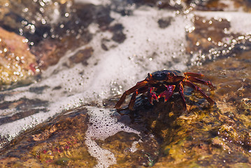 Image showing Wet sea crab on the stone on a sunny summer day