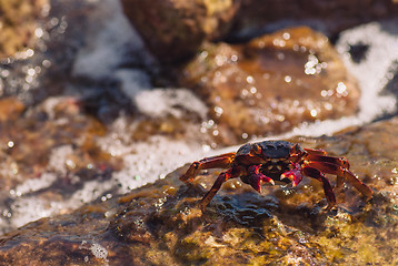 Image showing Wet sea crab on the stone on a sunny summer day