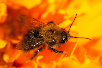 Image showing bee on the orange flower with copyspace