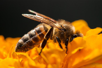 Image showing bee on the orange flower with copyspace