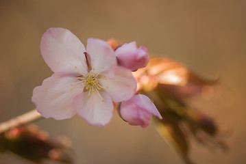 Image showing Cherry blossom or  Sakura flower with warm background