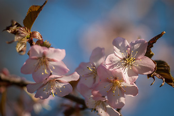 Image showing Cherry blossom or  Sakura flower with blue sky