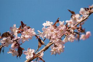 Image showing Cherry blossom or  Sakura flower with blue sky
