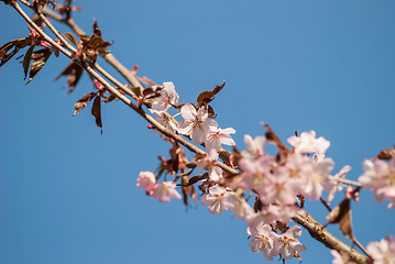 Image showing Cherry blossom or  Sakura flower with blue sky