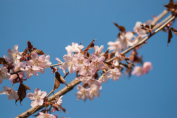 Image showing Cherry blossom or  Sakura flower with blue sky