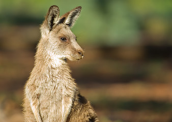 Image showing eastern grey kangaroo