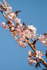 Image showing Cherry blossom or  Sakura flower with blue sky