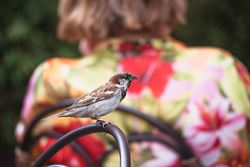 Image showing City sparrow sitting on the wicker chair  with  women's back as background